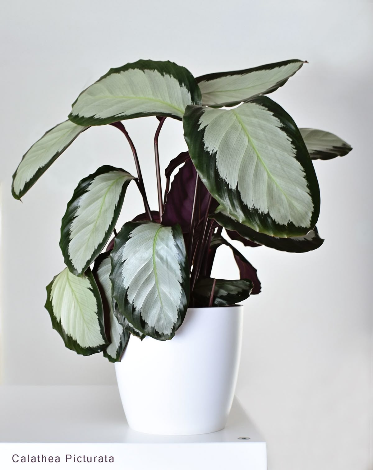Calathea Picturata (Dua Çiçeği)