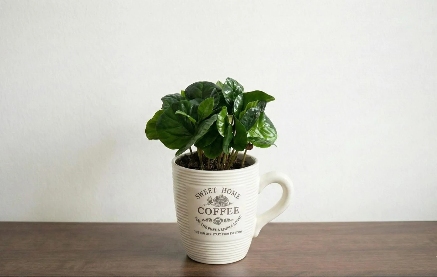 Coffea Arabica (Kupa Saksıda Kahve Bitkisi)