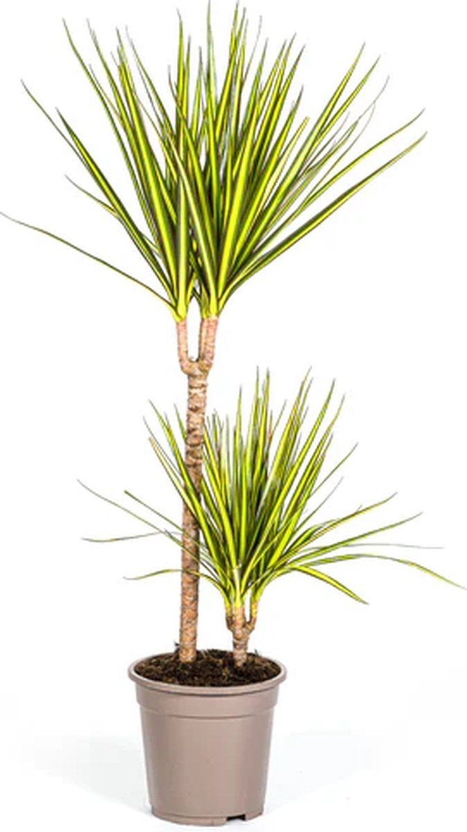 Dracaena Marginata Sunray 110-120 cm 2 Gövdeli