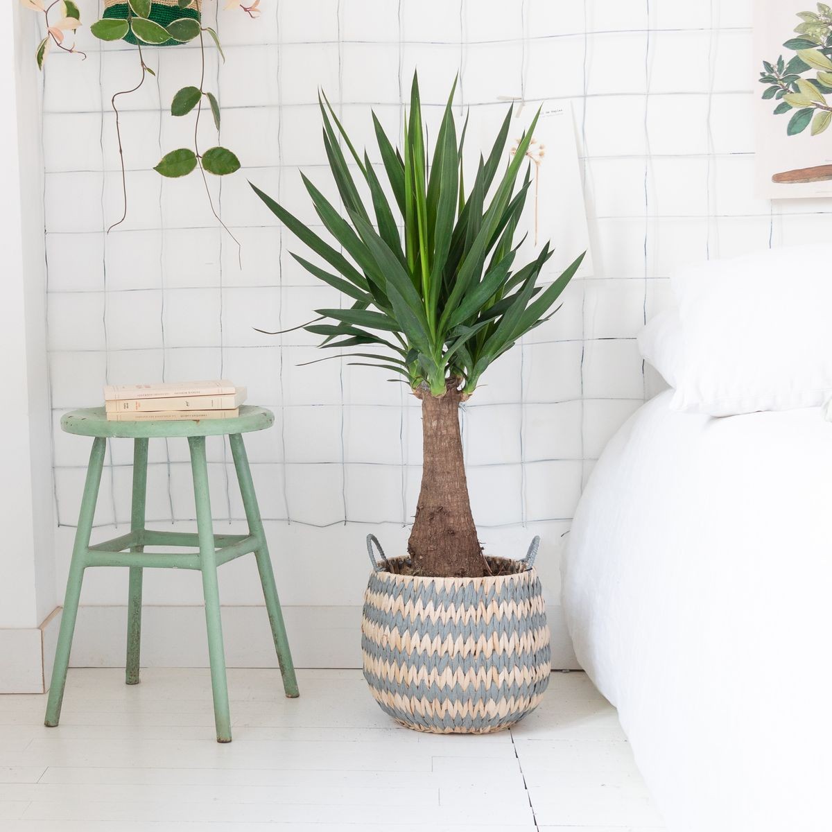 Yucca Elephantipes Kalın Gövde 
