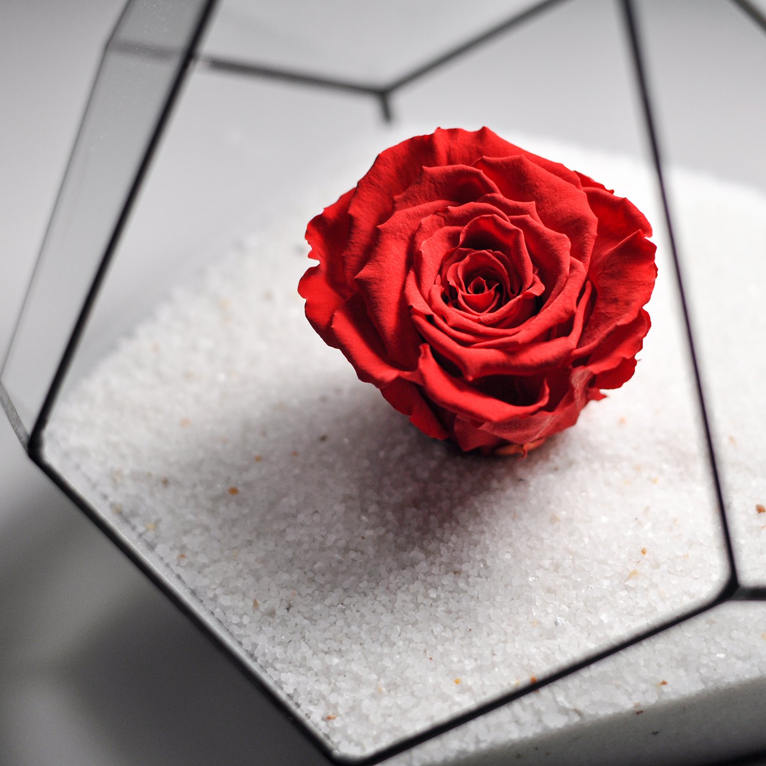 Forever Rose | Geometric Terrarium | Glass Bowl | Black & Red