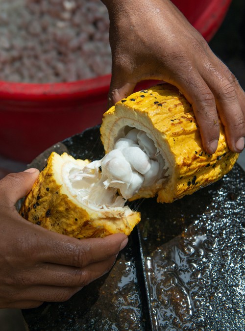 Madagascar Sambirano No.1 Nitelikli Yöresel Çikolata