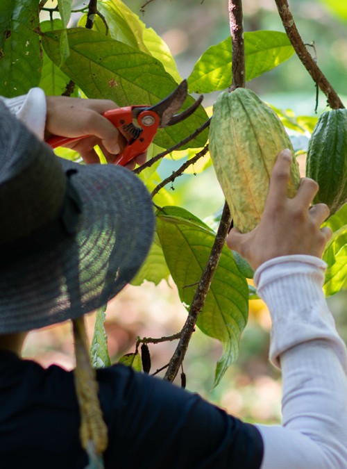 Colombia Huila Nitelikli Yöresel Çikolata