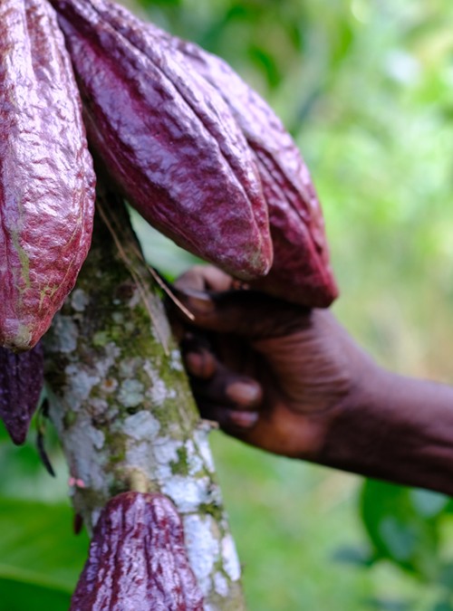 Uganda Bundibugyo Nitelikli Yöresel Çikolata