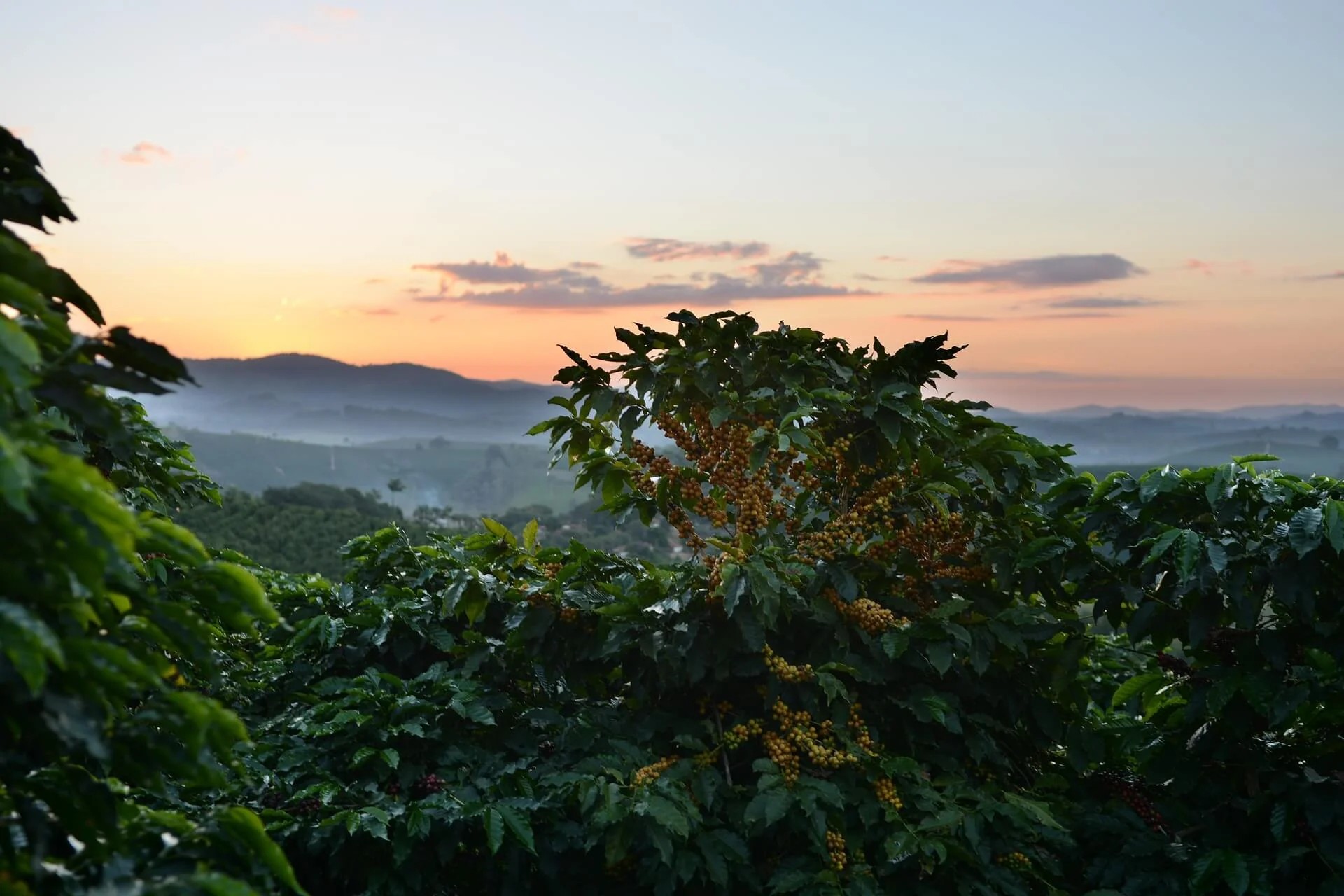 Ethiopia Yirgacheffe Kocahere-Kore Gr1 Natural