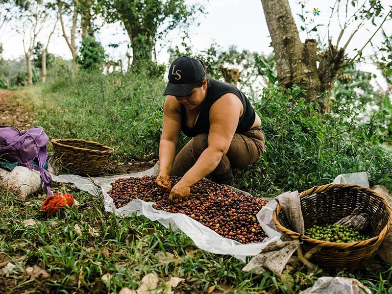 Nicaragua El Tuma SHG EP