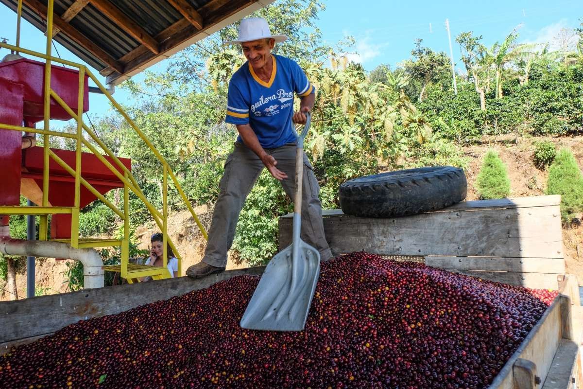 Mexico Finca Monte Azul SHG