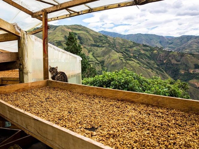 Colombia Aponte Honey Narino's Bees