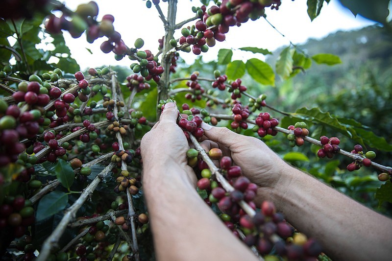 Honduras Finca Beatriz Organic