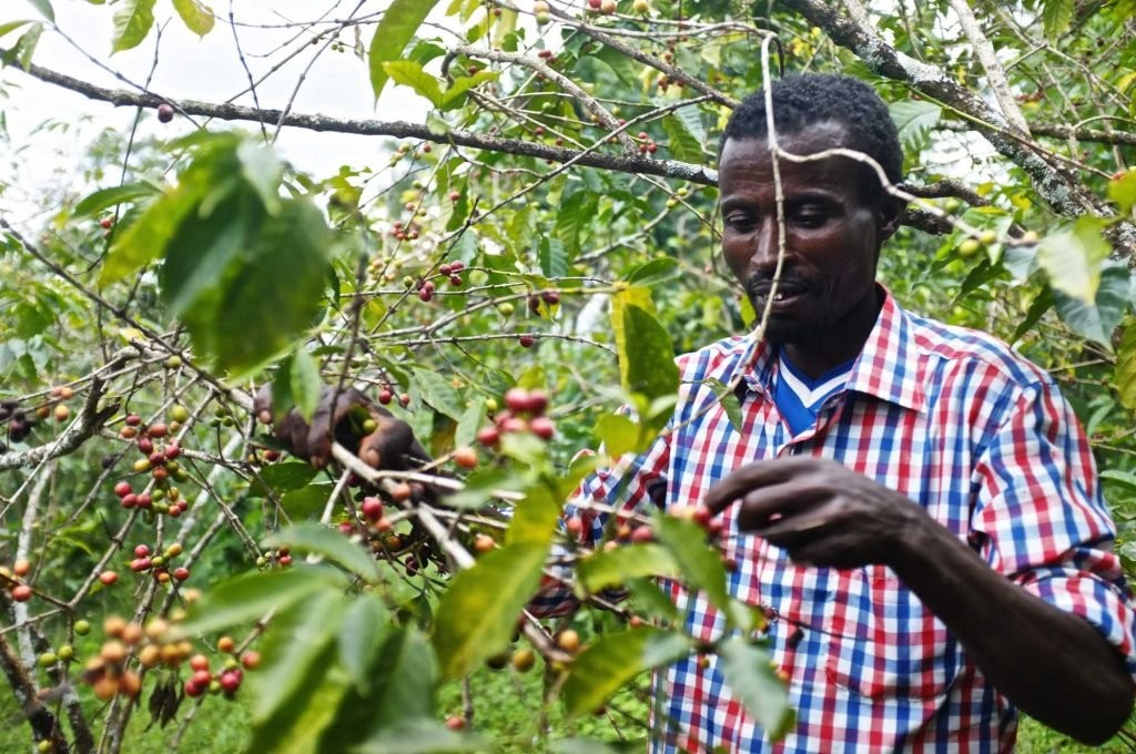 Ethiopia Yirgacheffe Kocahere-Kore Gr1 Natural