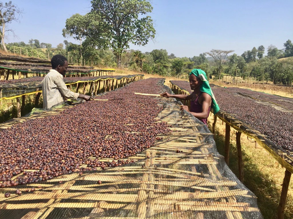 Ethiopia Yirgacheffe Kocahere-Kore Gr1 Natural