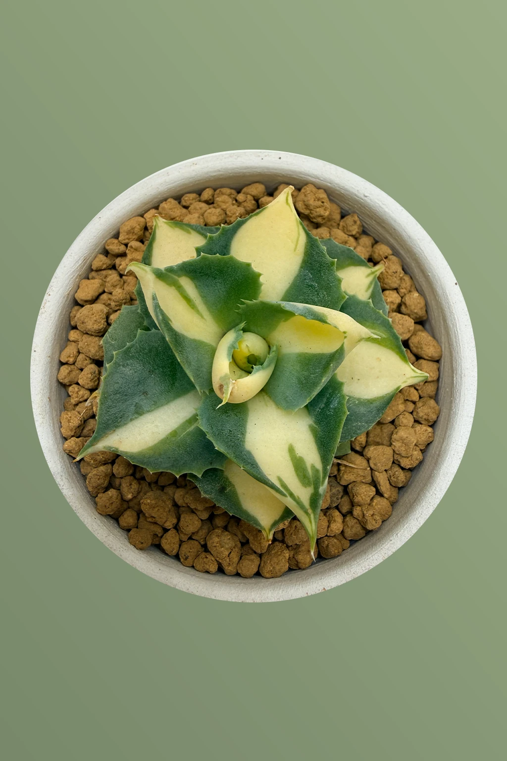 monstera bltter werden kleiner Monstera Monkey Leaf