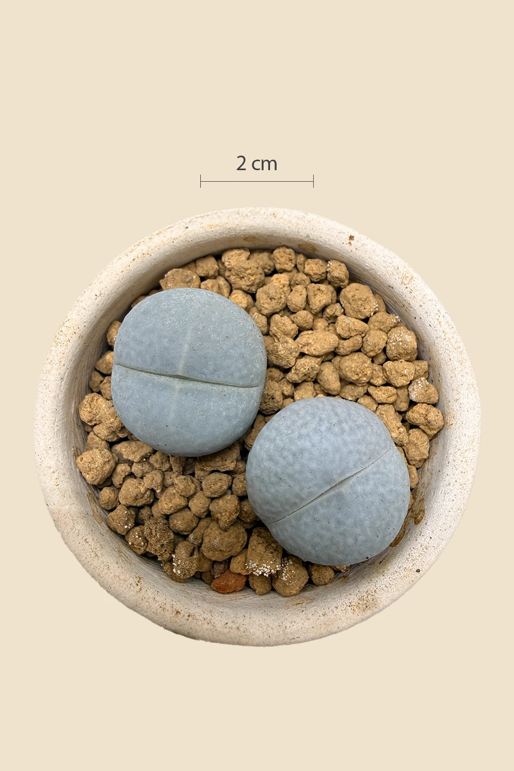 Lithops Sukulent 🌱 | Canlı Taş Bitkisi & Koleksiyonluk Türler