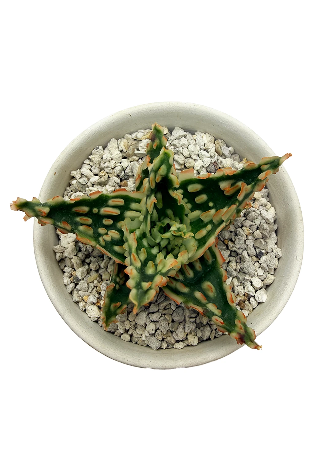 aloe vera plant from leaf Aloe Vera Leaves main image 1