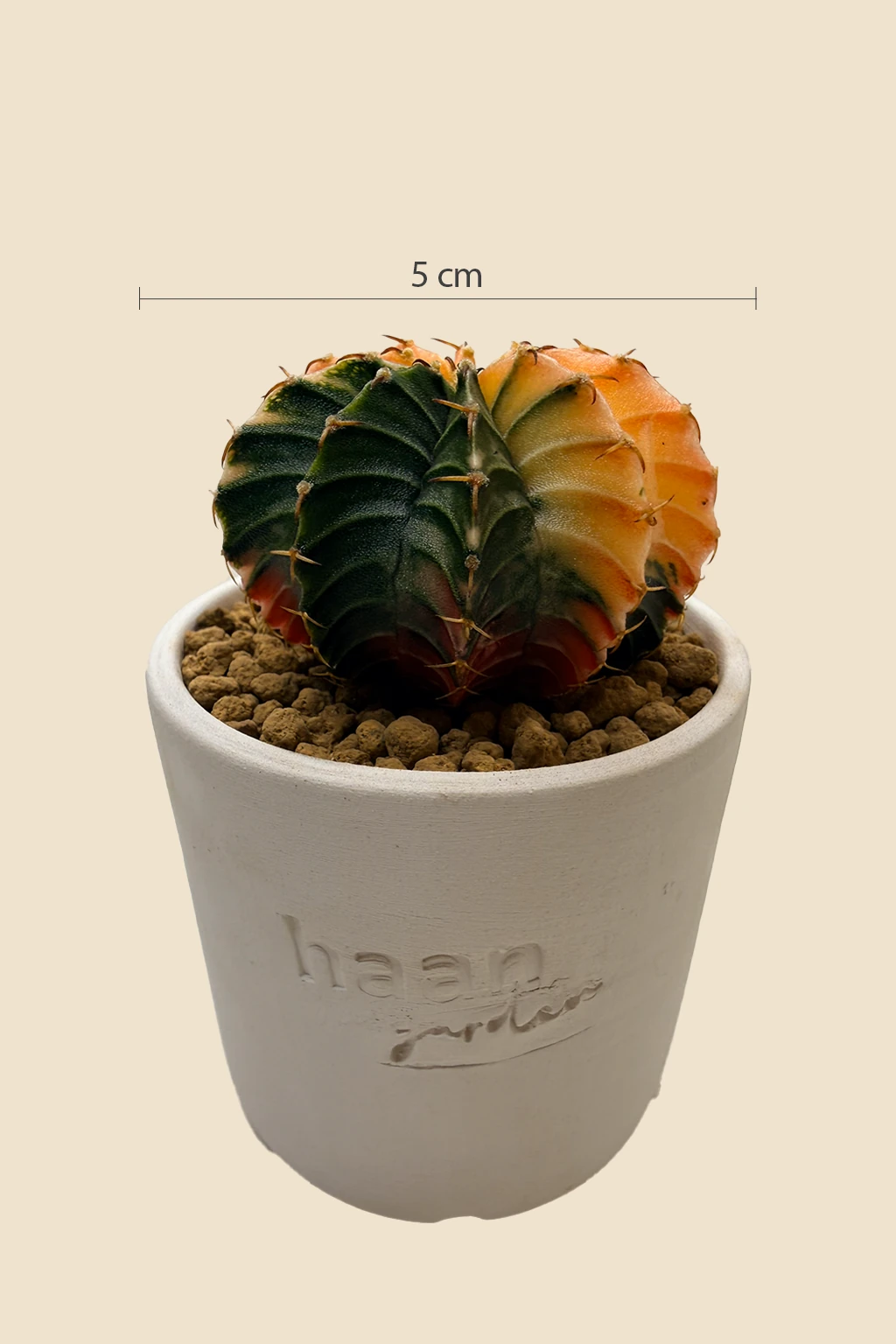 Gymnocalycium Variegata / Kaktüs Kaktüs | Canlı Kaktüs