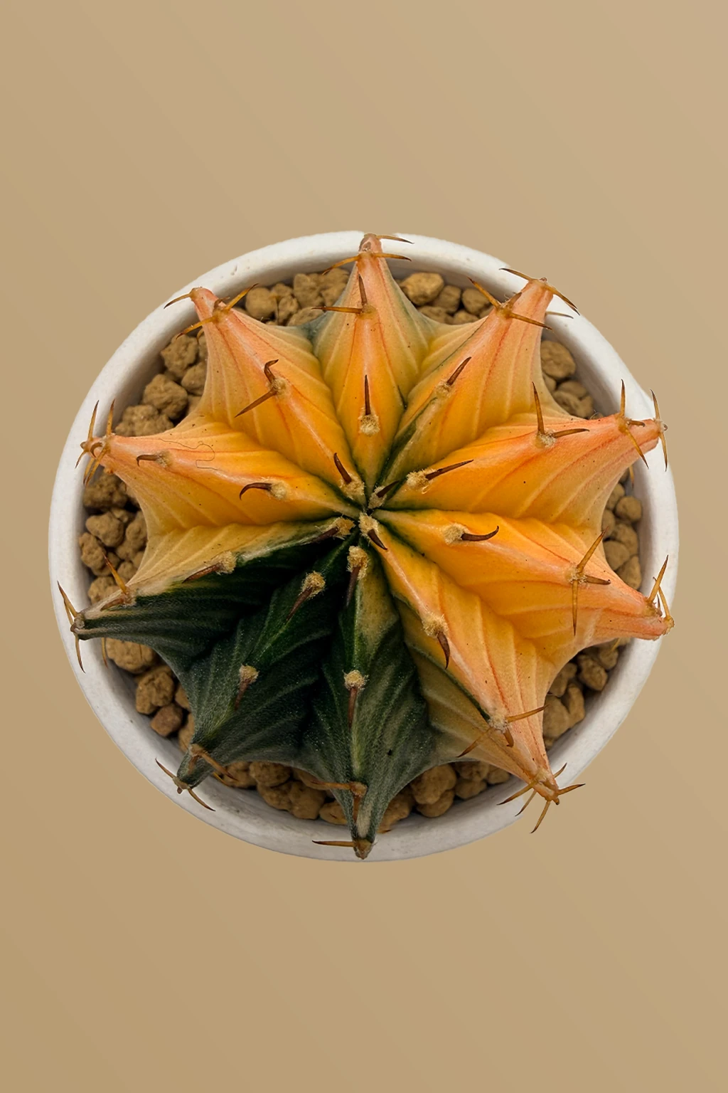 Gymnocalycium Variegata / Kaktüs Kaktüs | Canlı Kaktüs