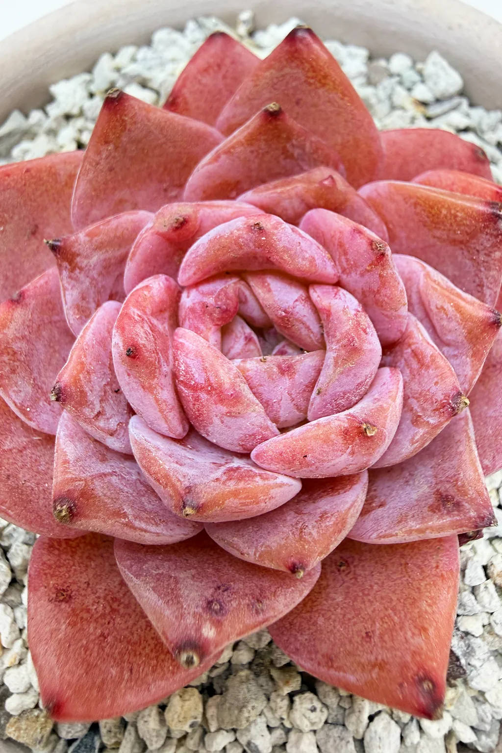Echeveria Ssp Sukulent | Canlı Sukulent | Haangarden