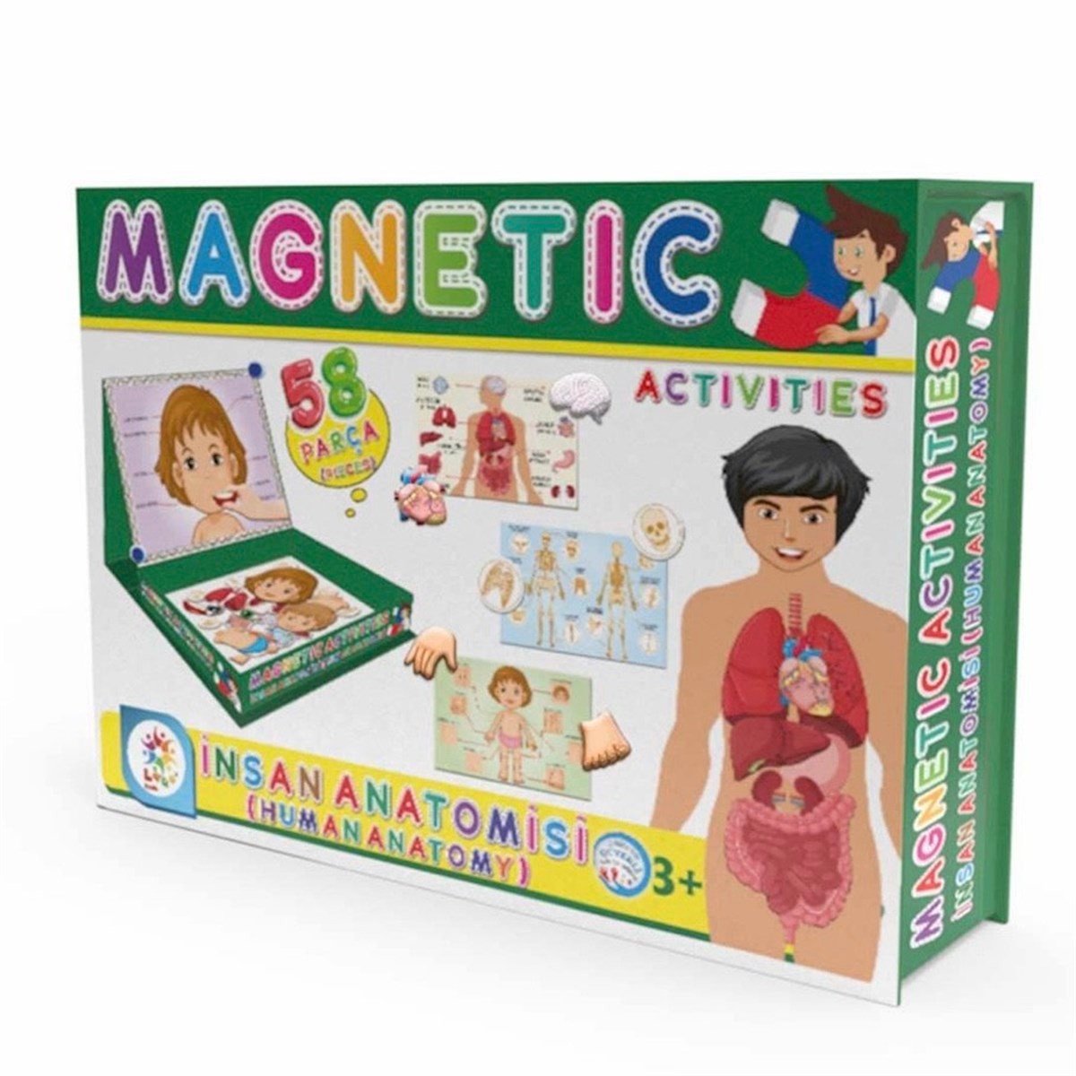 Manyetik Aktiviteler Doktor İnsan Anatomisi 58 Parça