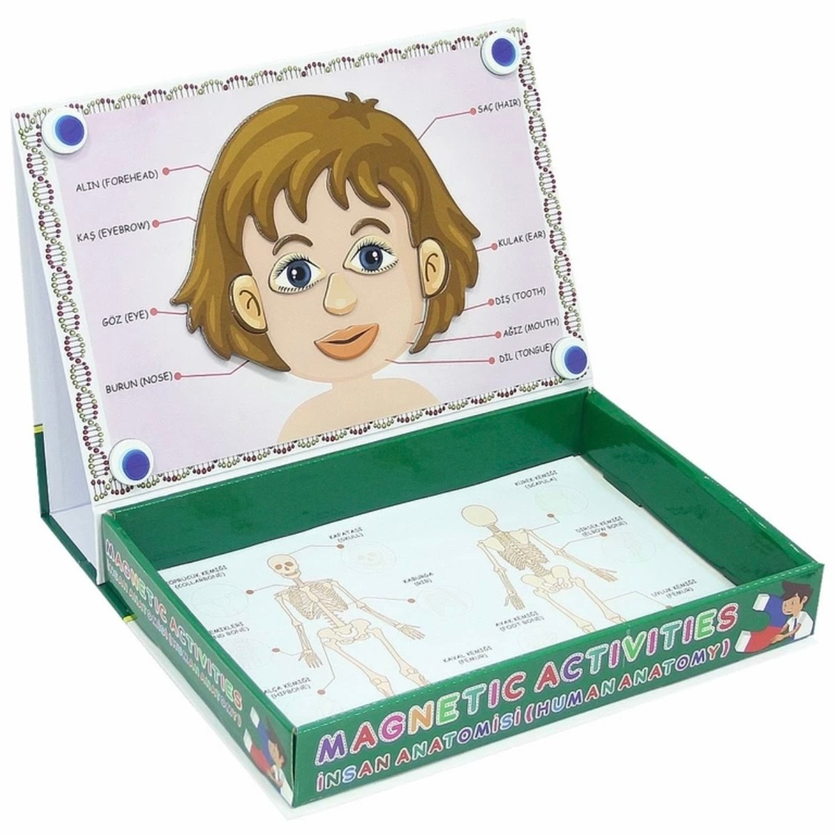 Manyetik Aktiviteler Doktor İnsan Anatomisi 58 Parça