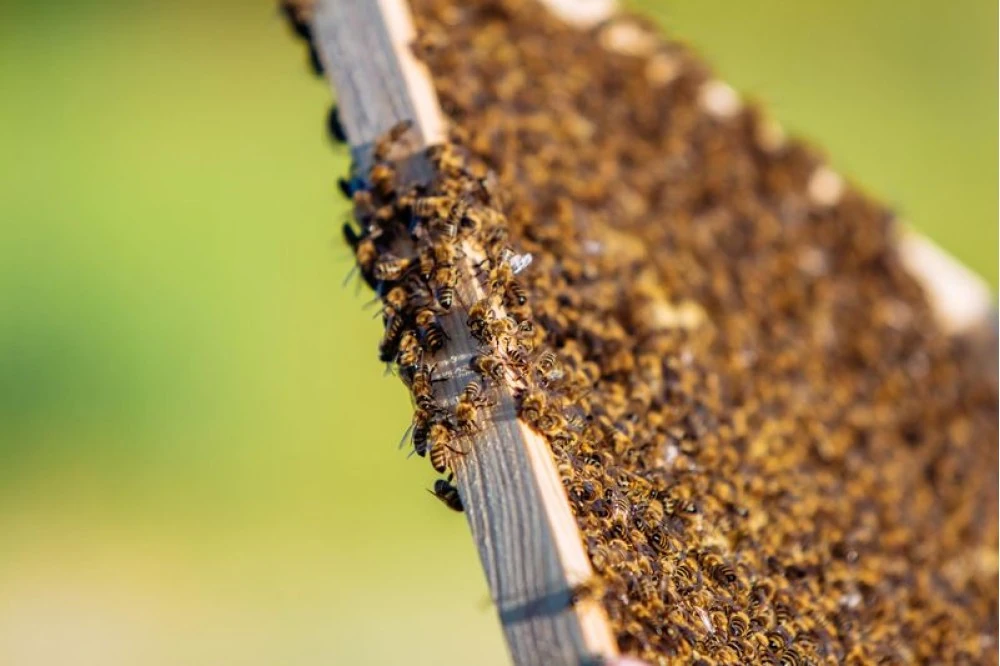 Arı Sütü Nedir? Arı Sütü Faydaları Nelerdir?