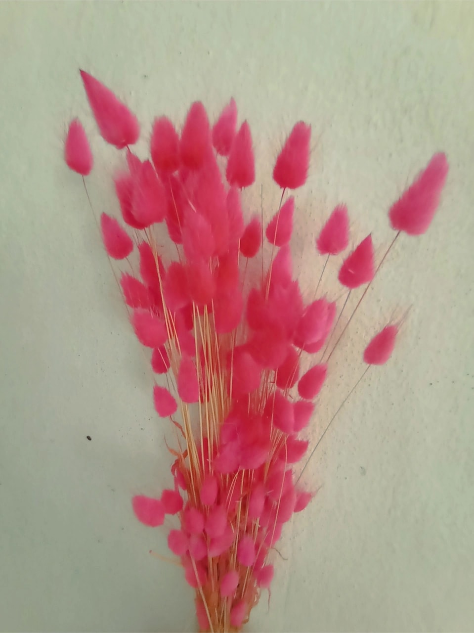 Esse Bahçe Doğal Kurutulmuş Pamuk Otu, Tavşan Kuyruğu Gelin Buketi Aranjman Çiçeği Lagurus Demeti Pembe