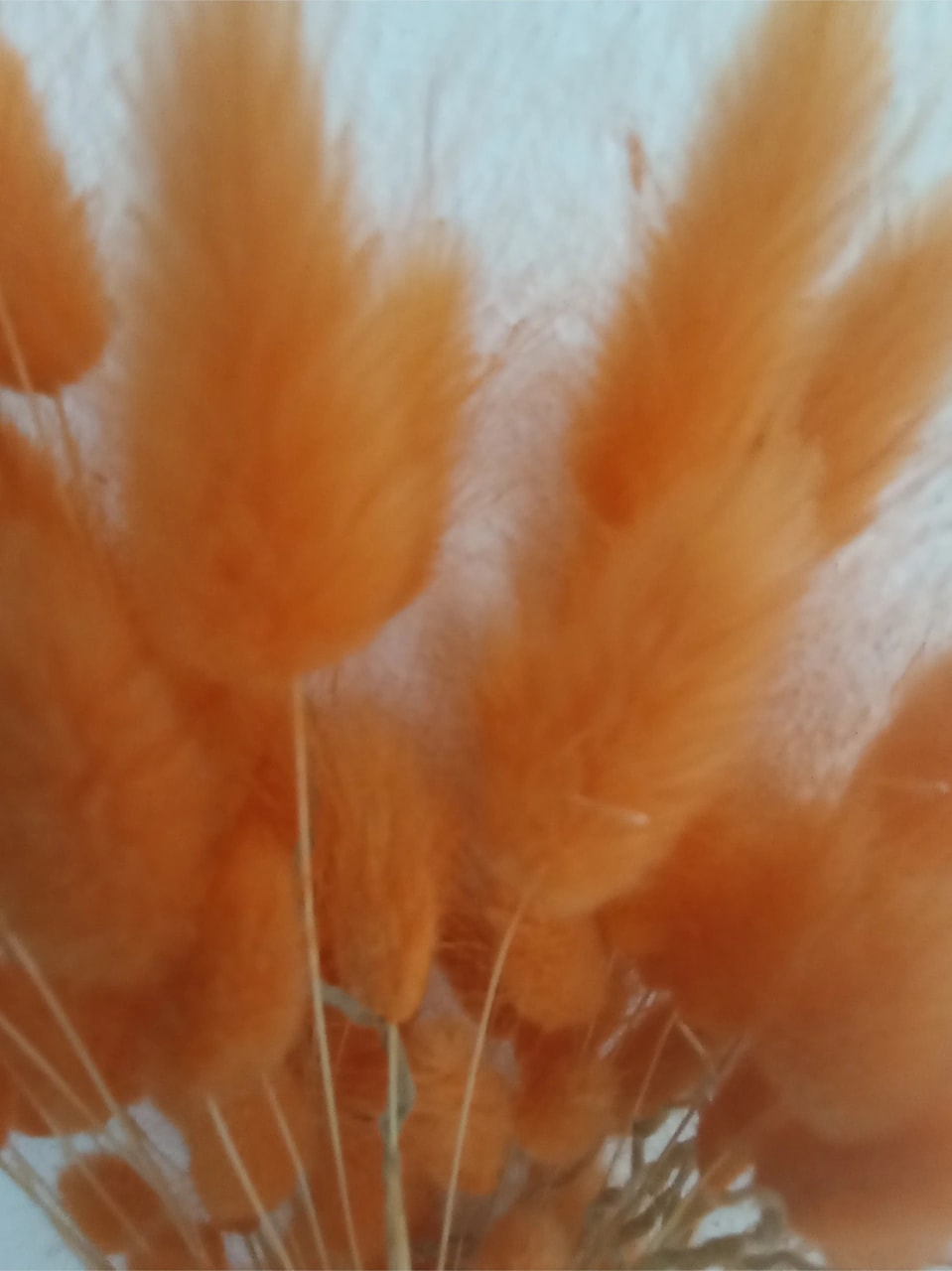 Esse Bahçe Doğal Kurutulmuş Pamuk Otu, Tavşan Kuyruğu Gelin Buketi Aranjman Çiçeği Lagurus Demeti Turuncu