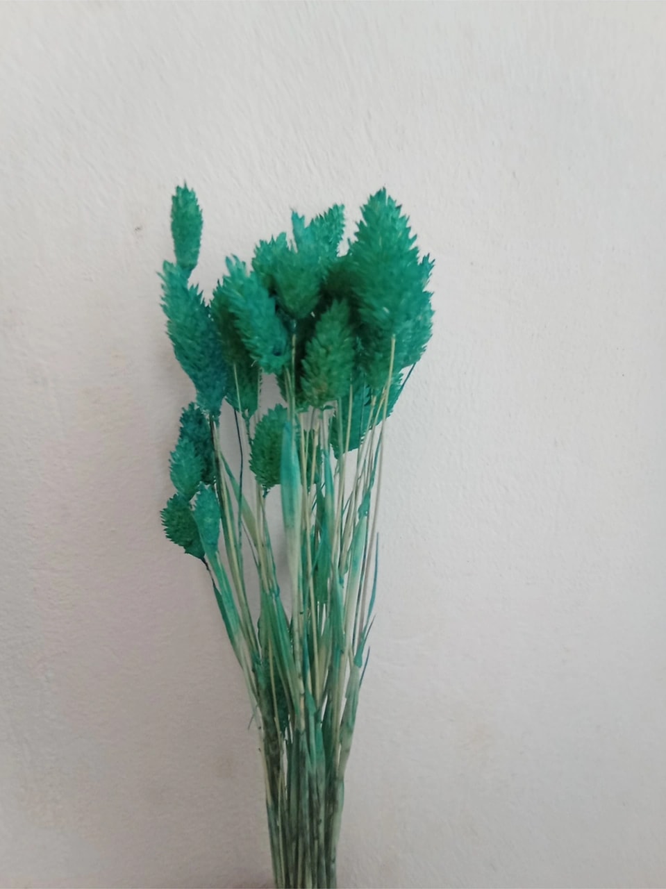 Esse Bahçe Kuru Çiçek Kuş Otu (Phalaris) Turkuaz