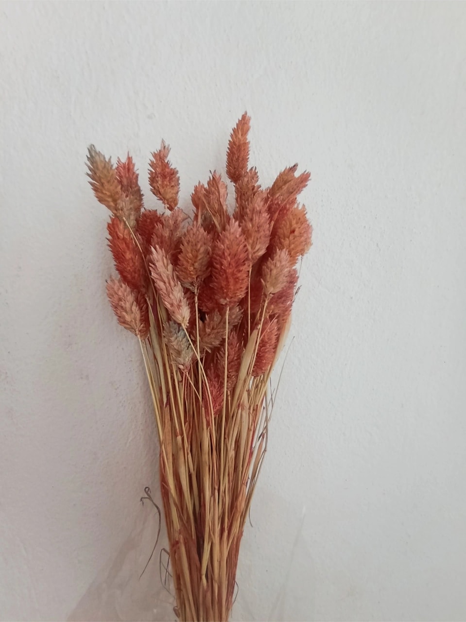 Esse Bahçe Kuru Çiçek Kuş Otu (Phalaris) Pudra Pembe
