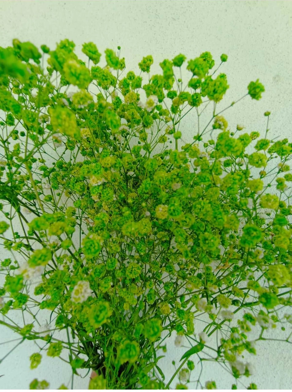 Esse Bahçe Şoklu Cipso Fıstık Yeşil