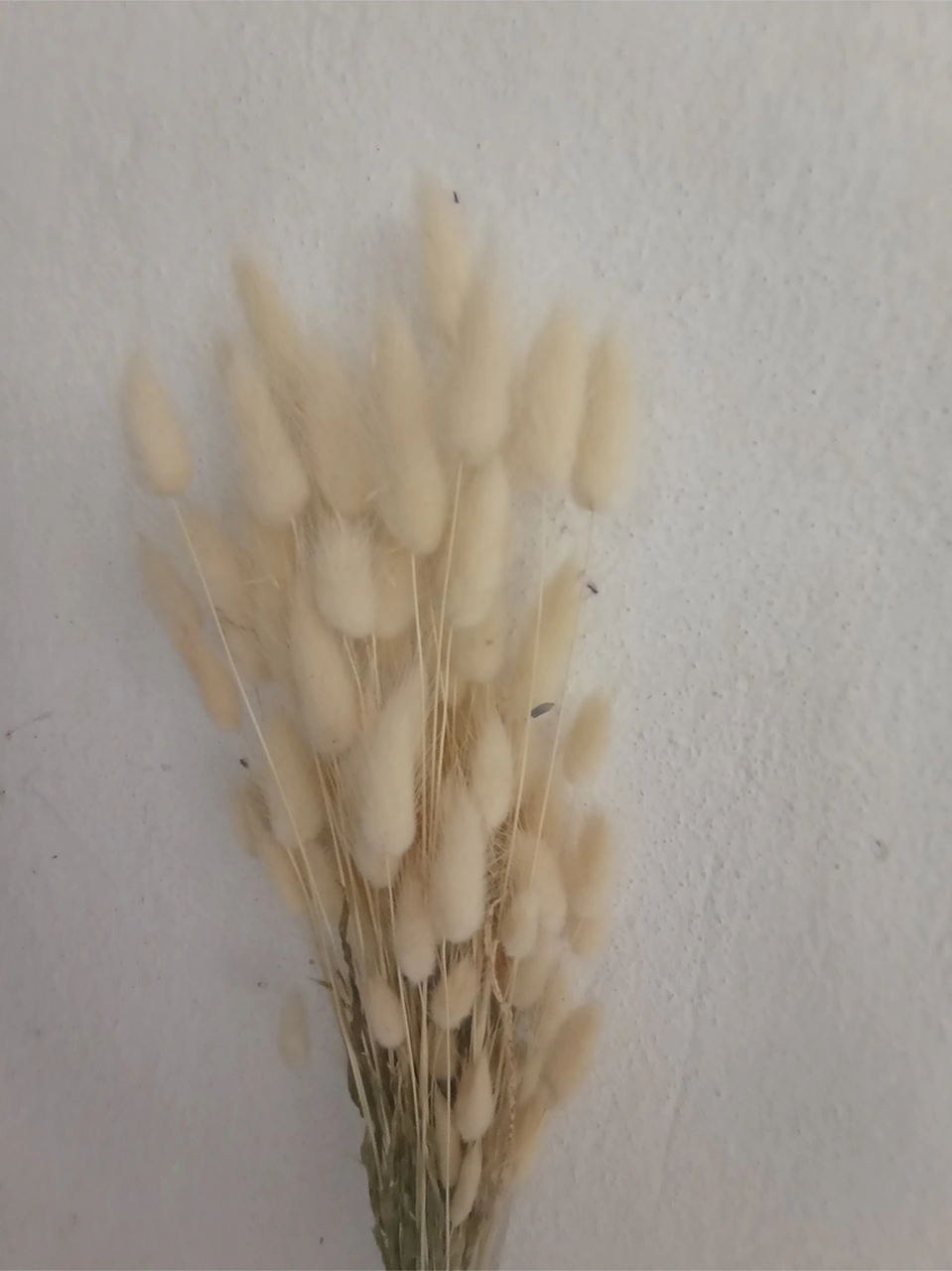 Esse Bahçe Doğal Kurutulmuş Pamuk Otu, Tavşan Kuyruğu Gelin Buketi Aranjman Çiçeği Lagurus Demeti Krem