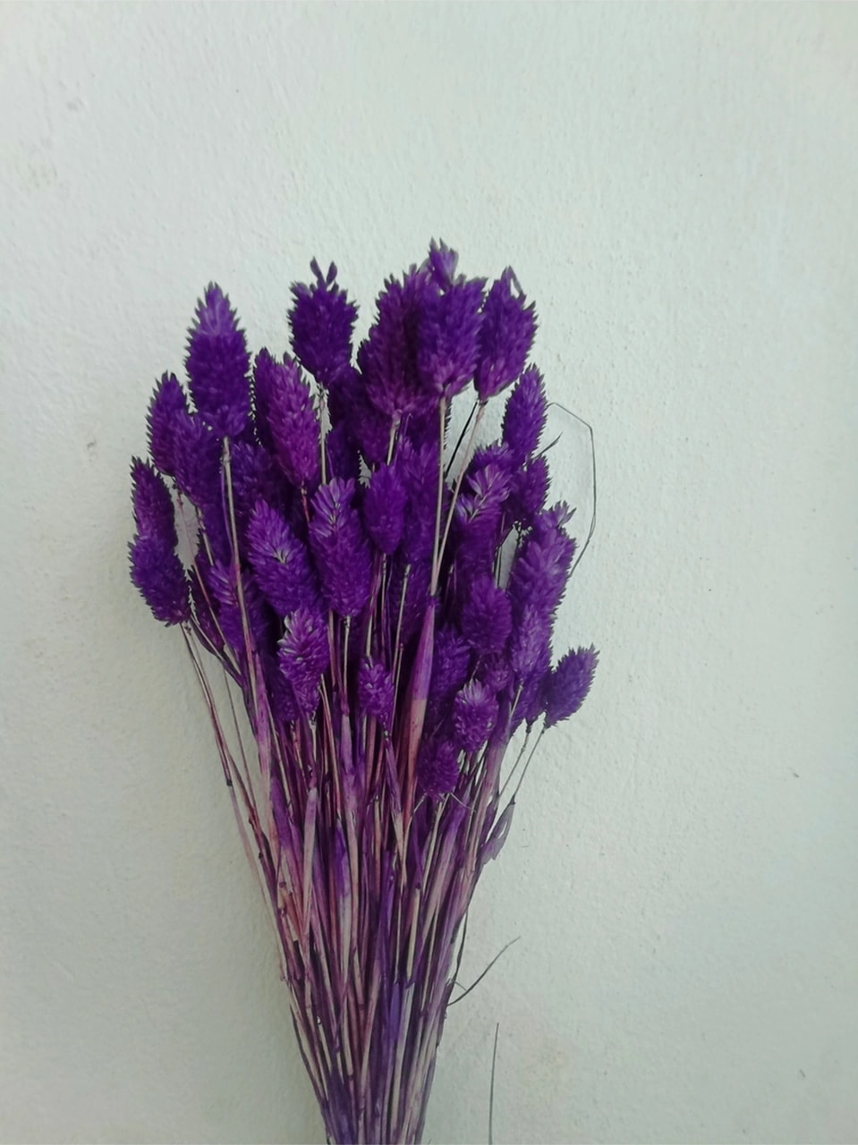 Esse Bahçe Kuru Çiçek Kuş Otu (Phalaris) Mor