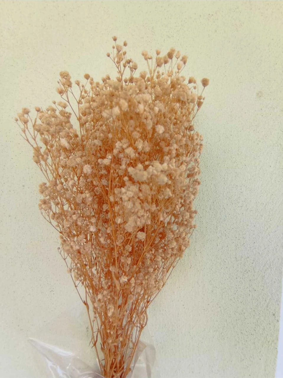 Esse Bahçe Şoklu Cipso Krem