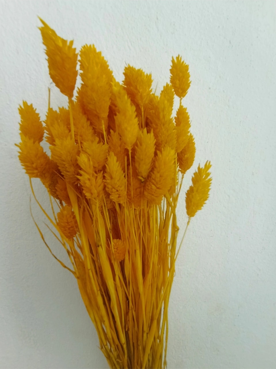 Esse Bahçe Kuru Çiçek Kuş Otu (Phalaris) Sarı