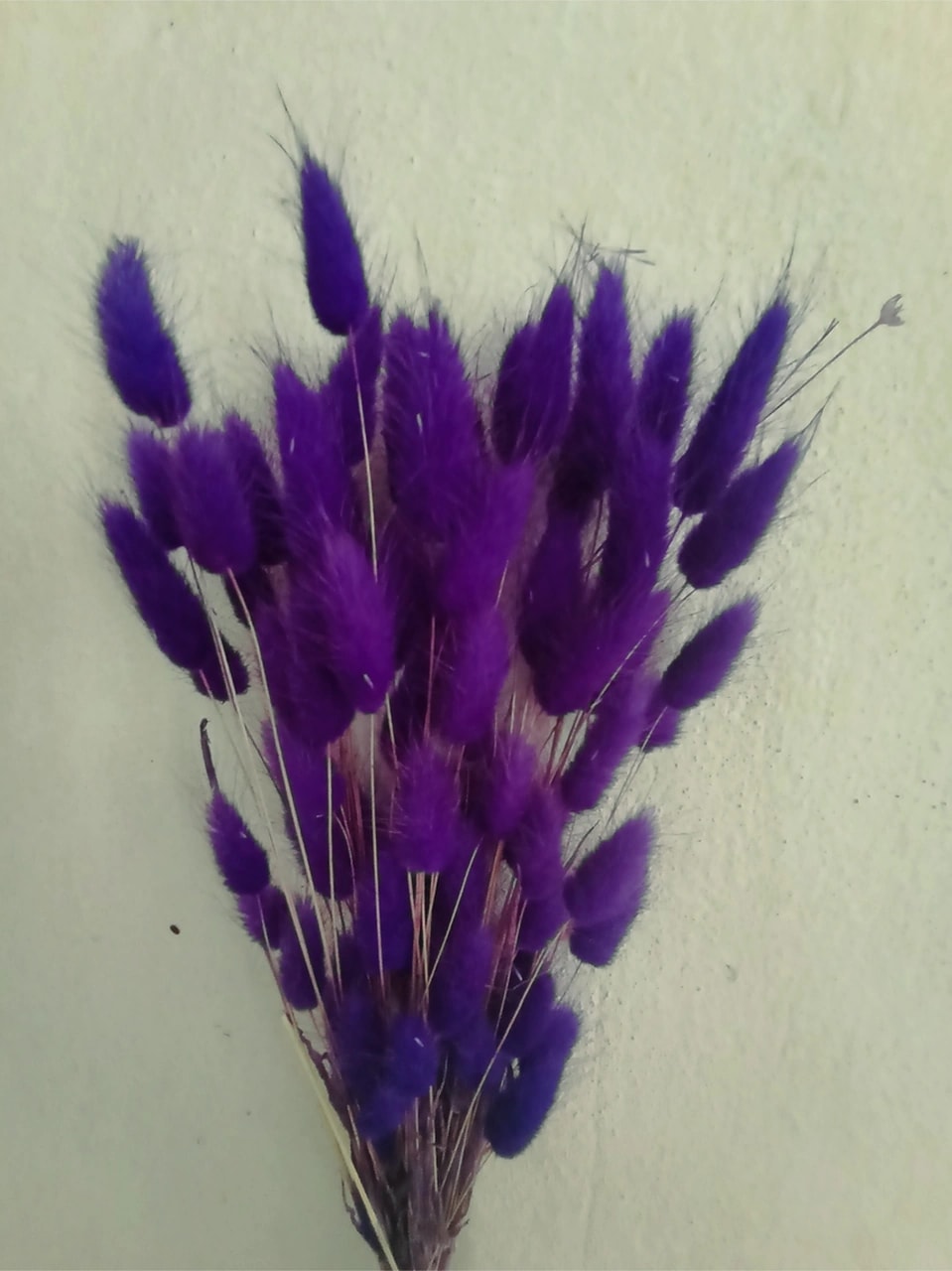 Esse Bahçe Doğal Kurutulmuş Pamuk Otu, Tavşan Kuyruğu Gelin Buketi Aranjman Çiçeği Lagurus Demeti Mor