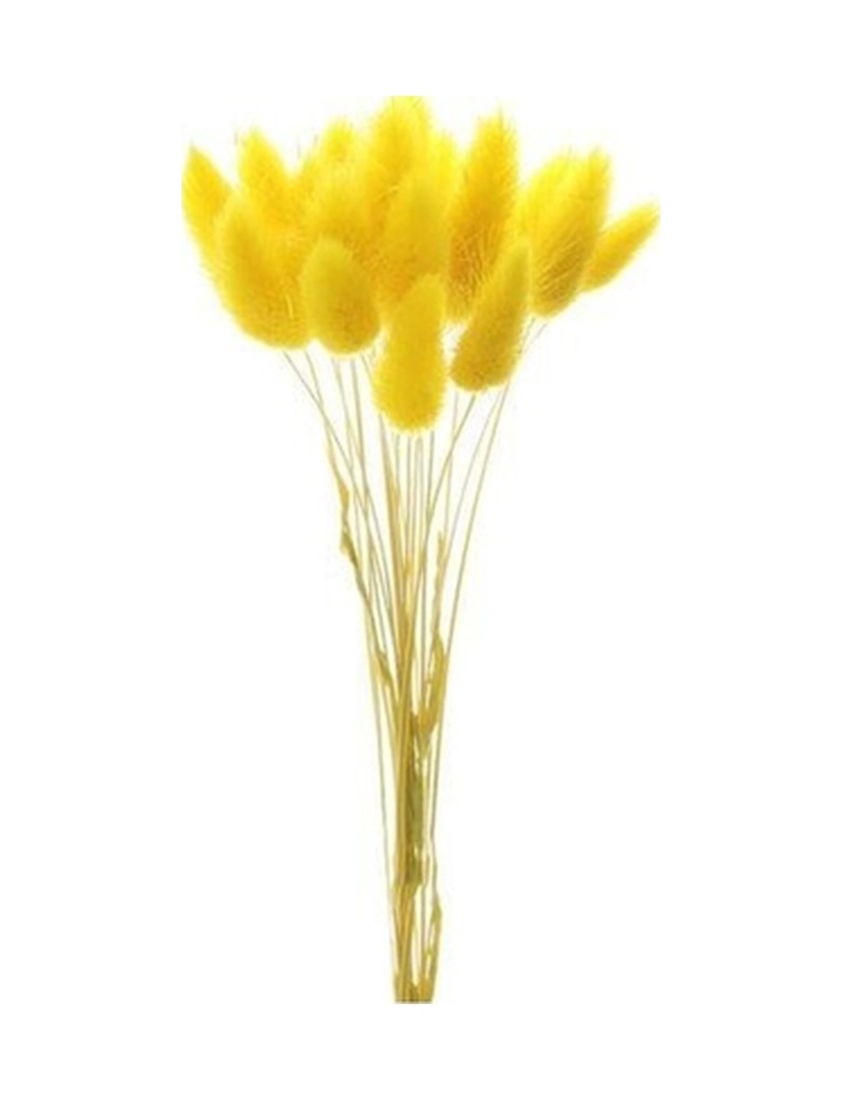 Esse Bahçe Doğal Kurutulmuş Pamuk Otu, Tavşan Kuyruğu Gelin Buketi Aranjman Çiçeği Lagurus Demeti Sarı