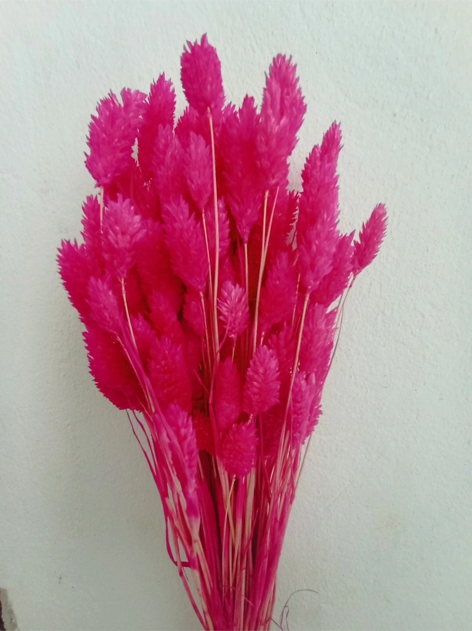 Esse Bahçe Kuru Çiçek Kuş Otu (Phalaris) Pembe