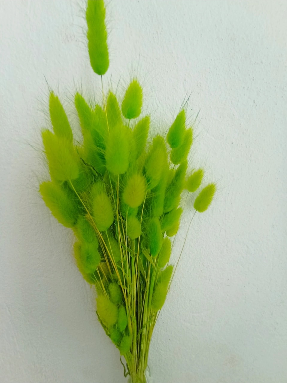 Esse Bahçe Doğal Kurutulmuş Pamuk Otu, Tavşan Kuyruğu Gelin Buketi Aranjman Çiçeği Lagurus Demeti Yeşil