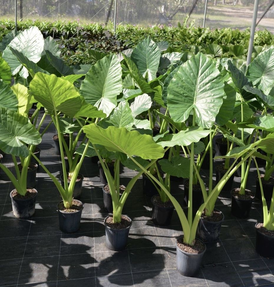 Alocasia Macrorrhizos 