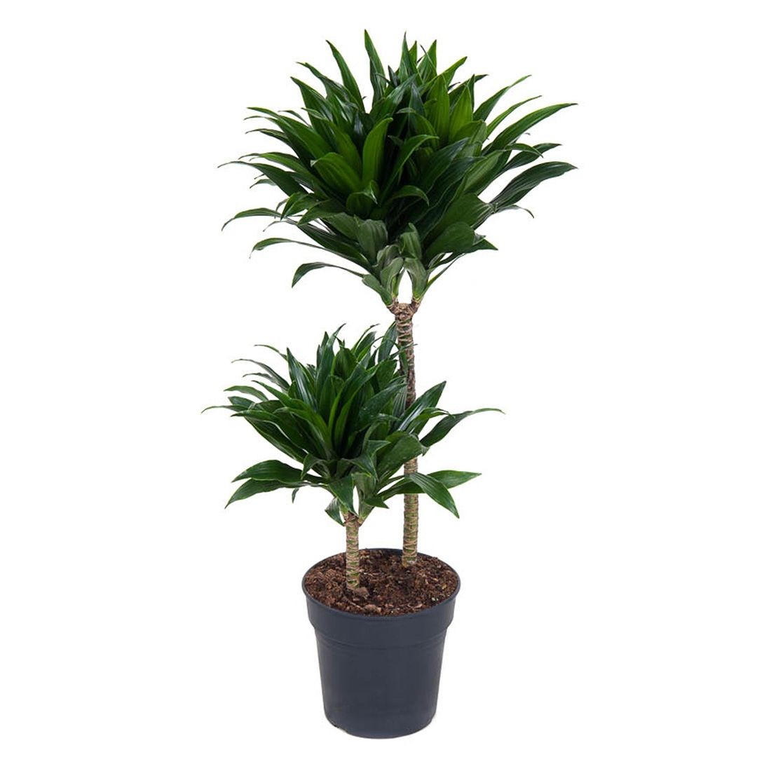 Dracaena Compacta 60 cm