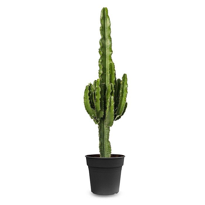 Euphorbia ingens 100-110 cm