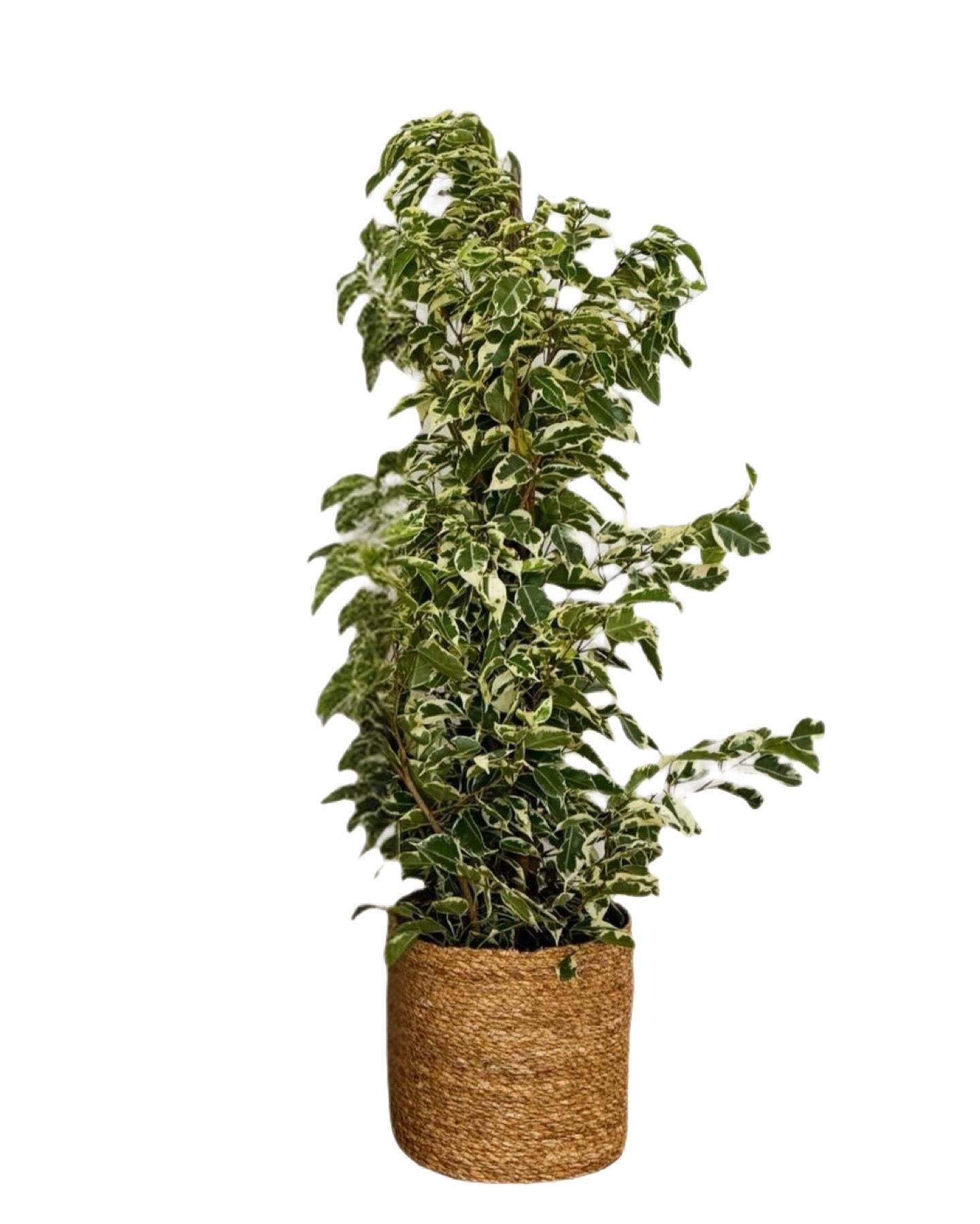 Ficus Benjamin yeşil beyaz 90-100 cm