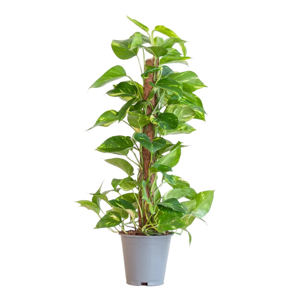 Pothos sarmaşığı 100 -120 cm