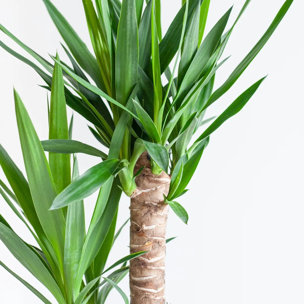 Yucca 2 Li 100 -110cm