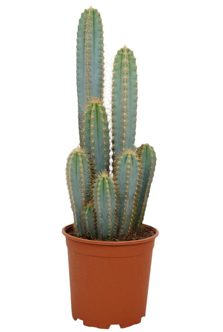 Pilosecereus Azureus Kaktüs