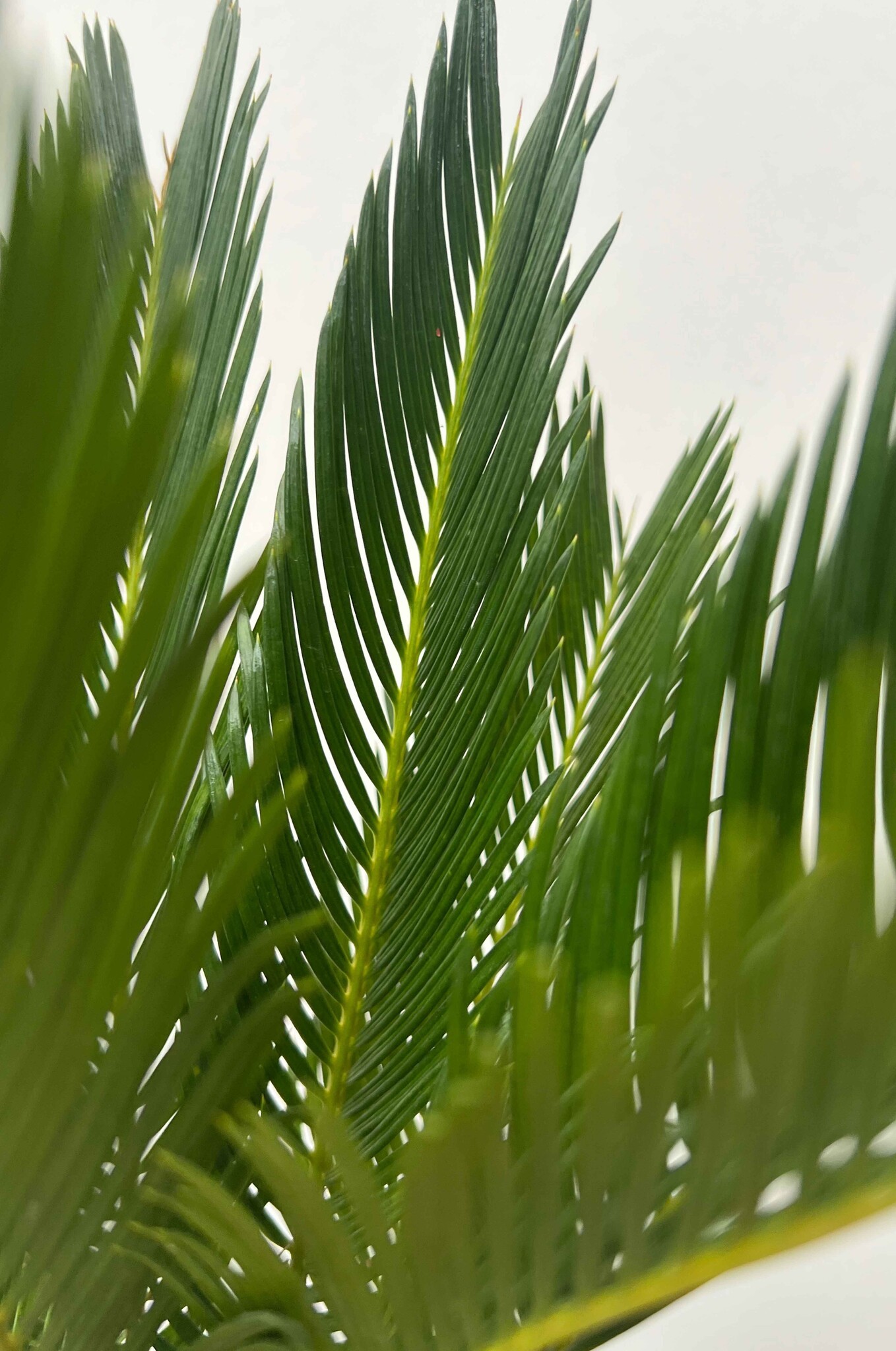 Cycas revoluta