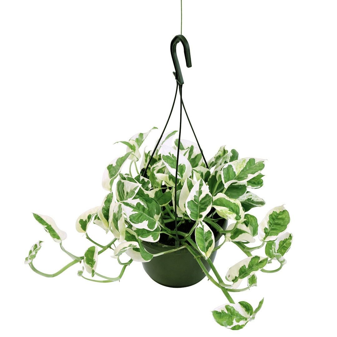 Pothos njoy sarkık form
