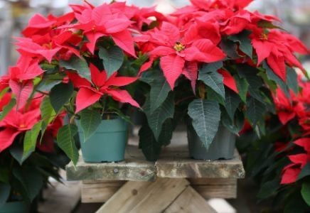 Poinsettia 50-60 cm