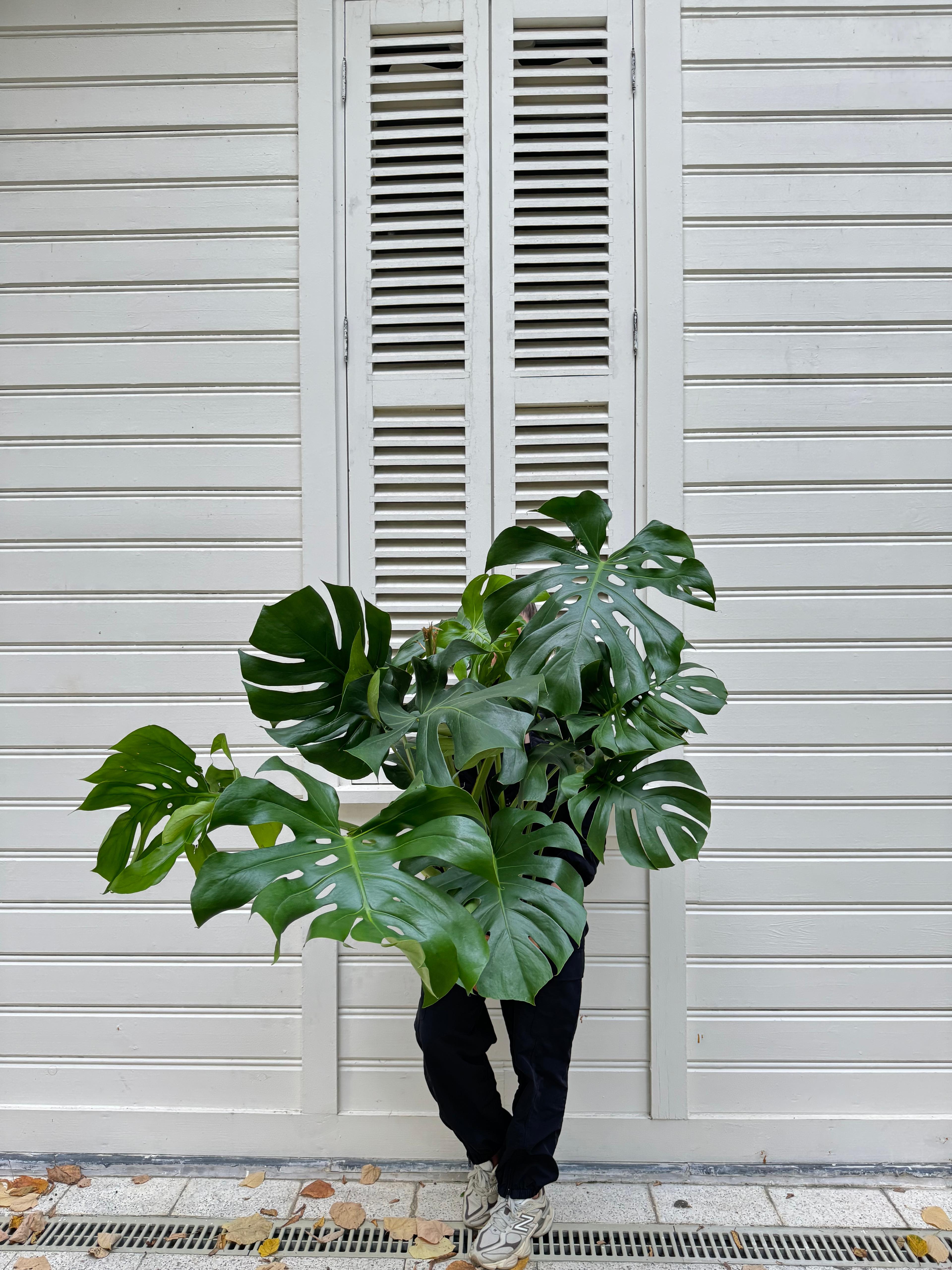 Monstera Deliciosa  XXL