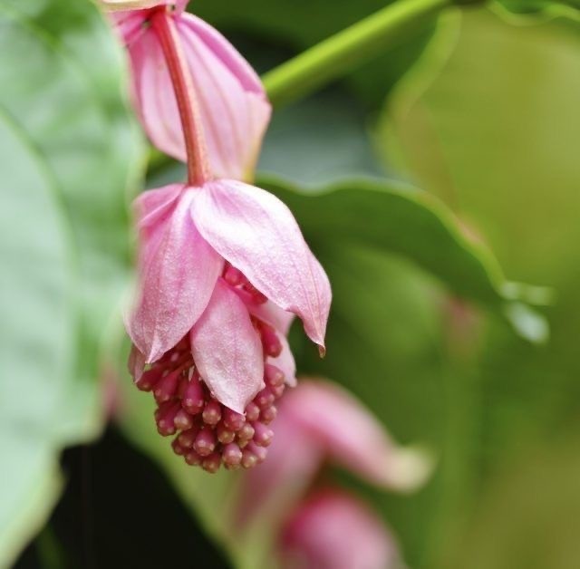 Medinilla çiçeği