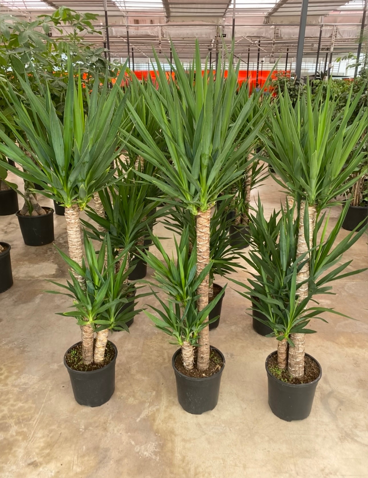 Yucca 3 lü 150 cm